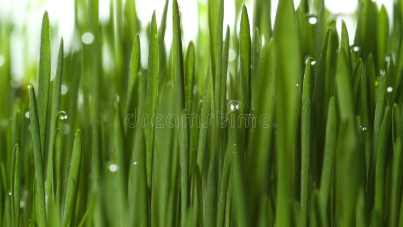 Usine croissante d'herbe verte banque de vidéos