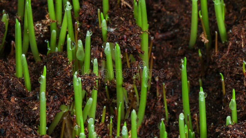 Usine croissante d'herbe verte clips vidéos