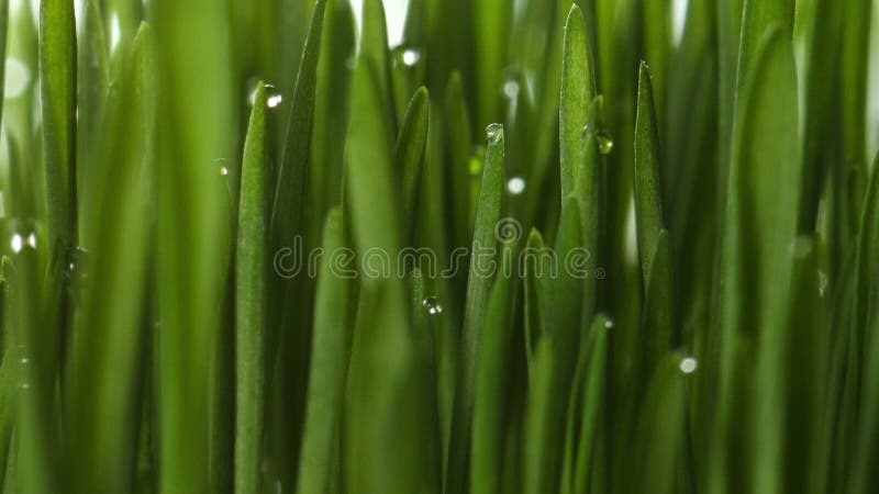 Usine croissante d'herbe verte banque de vidéos