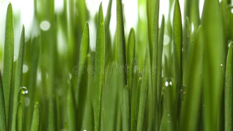 Usine croissante d'herbe verte banque de vidéos