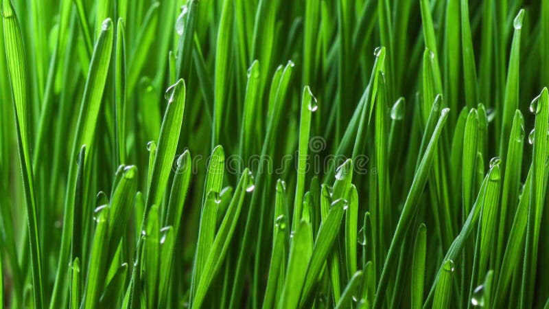 Usine croissante d'herbe verte banque de vidéos