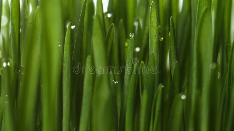 Usine croissante d'herbe verte banque de vidéos
