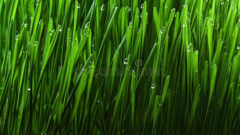 Usine croissante 4k d'herbe verte banque de vidéos