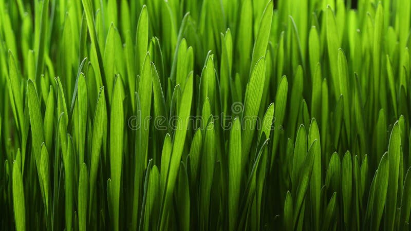 Usine croissante 4k d'herbe verte banque de vidéos
