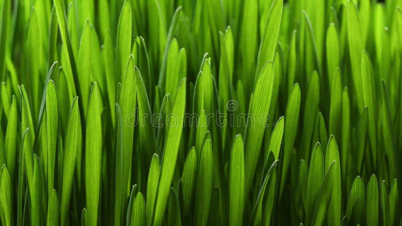 Usine croissante 4k d'herbe verte banque de vidéos