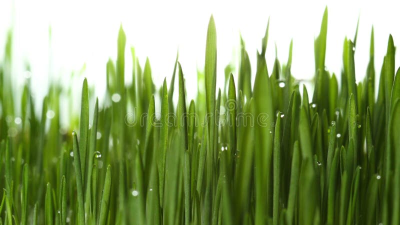 Usine croissante 4k d'herbe verte banque de vidéos