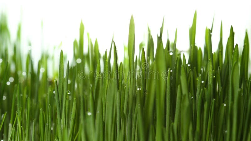 Usine croissante 4k d'herbe verte clips vidéos