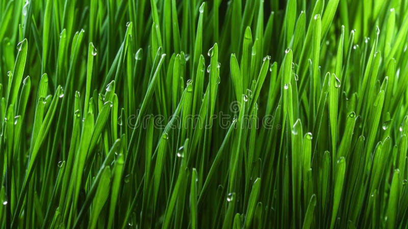 Usine croissante 4k d'herbe verte banque de vidéos