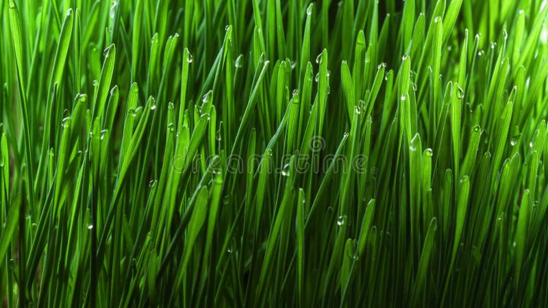 Usine croissante 4k d'herbe verte banque de vidéos
