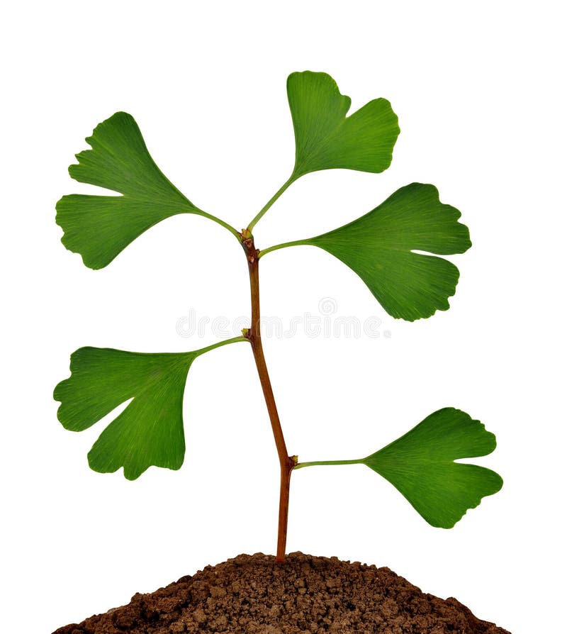 Usine de biloba de Ginkgo image libre de droits Usine de biloba de Ginkgo image libre de droits