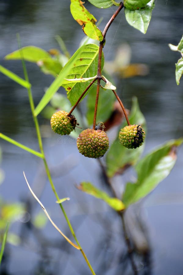 Usine de Buttonbush images libres de droits Usine de Buttonbush images libres de droits