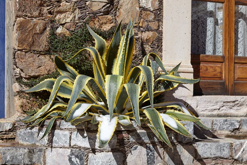 Usine de cactus sur un seuil en Real de Catorce, Mexique image stock Usine de cactus sur un seuil en Real de Catorce, Mexique image stock