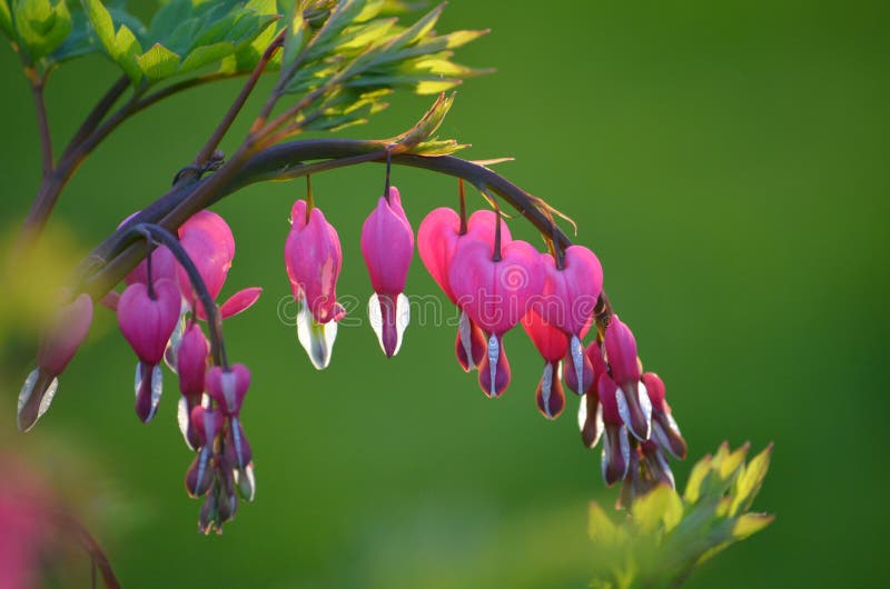 Beautiful bleeding heart plant in spring. Beautiful bleeding heart plant in spring