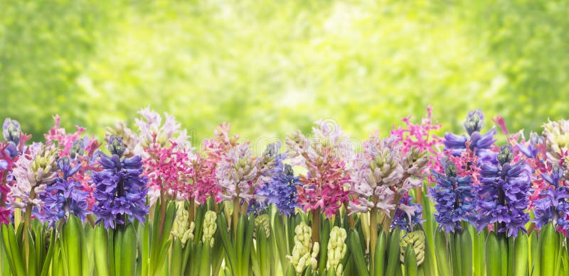 Usine de floraison de fleurs de jacinthes de ressort dans le jardin
