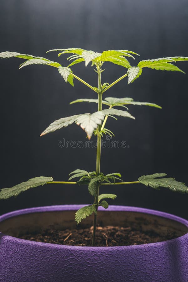Usine de marijuana médicale s'élevant d'intérieur Feuilles de marijuana Usine de cannabis images libres de droits Usine de marijuana médicale s'élevant d'intérieur Feuilles de marijuana Usine de cannabis images libres de droits