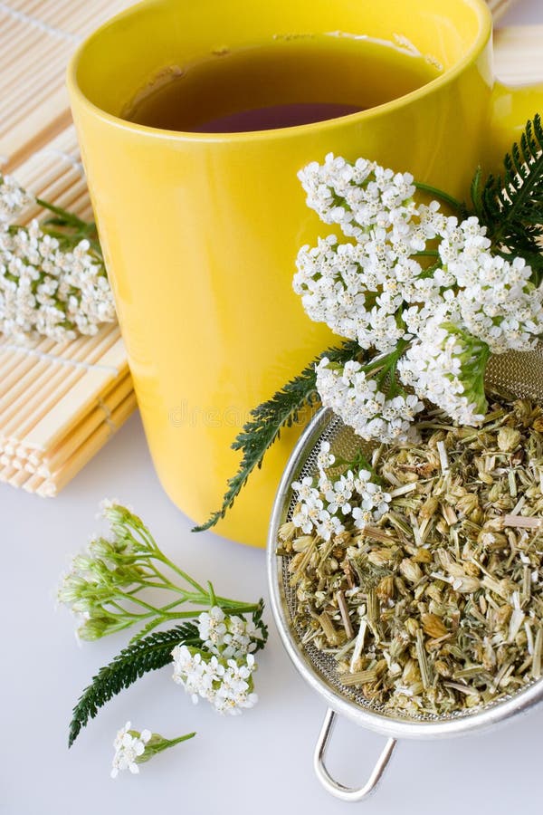 Usine de millefolium d'Achillea avec les fleurs/thé frais de millefeuille photographie stock libre de droits Usine de millefolium d'Achillea avec les fleurs/thé frais de millefeuille photographie stock libre de droits