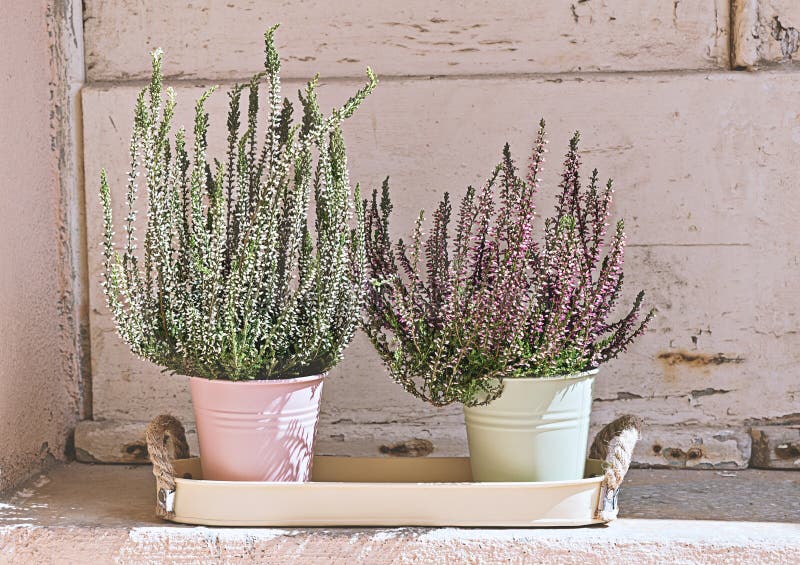 Usine mise en pot de floraison de Heather image stock Usine mise en pot de floraison de Heather image stock