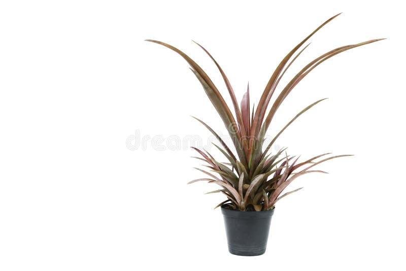 Usine mise en pot verte, arbres dans le pot de ciment d'isolement sur le Ba blanc images stock Usine mise en pot verte, arbres dans le pot de ciment d'isolement sur le Ba blanc images stock