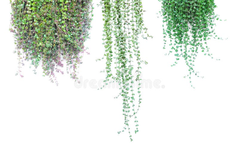 Usine mise en pot verte dans le pot sur le fond blanc images libres de droits Usine mise en pot verte dans le pot sur le fond blanc images libres de droits