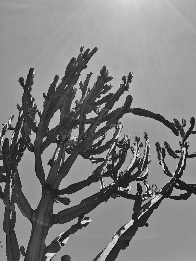 Usine succulente de grand cactus de Saguaro dans le désert noir et l'image verticale blanche créative photo stock