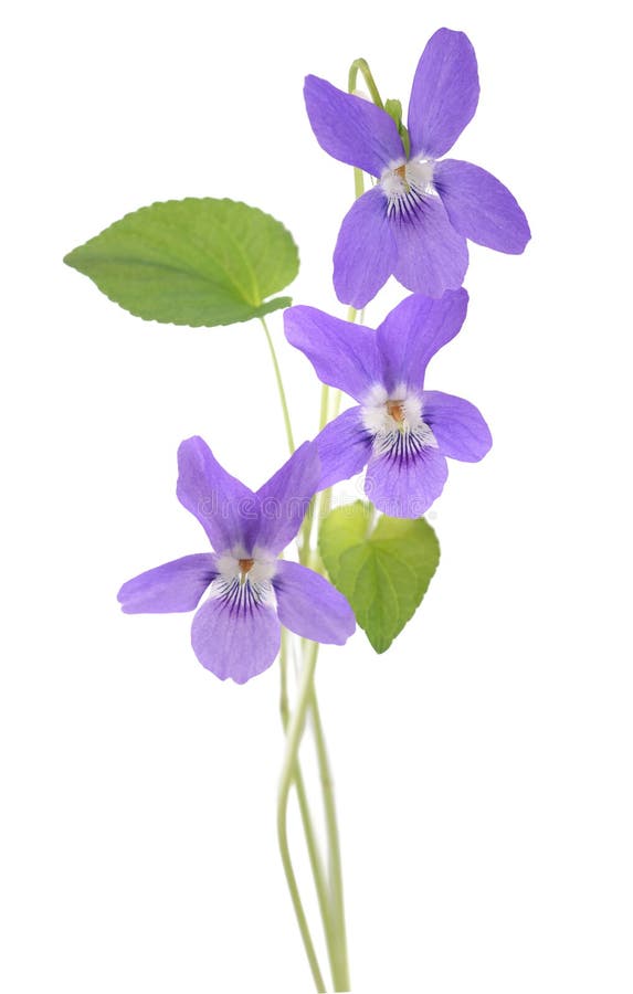 Sweet violet, viola isolated on white background. Sweet violet, viola isolated on white background