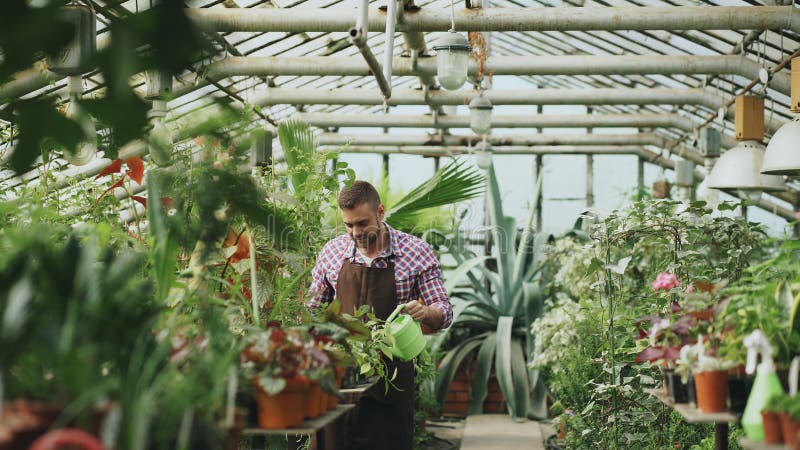 Usines d'arrosage masculines sûres de jardinier à la serre chaude avec la boîte Le jeune homme attirant apprécient son travail da image libre de droits Usines d'arrosage masculines sûres de jardinier à la serre chaude avec la boîte Le jeune homme attirant apprécient son travail da image libre de droits