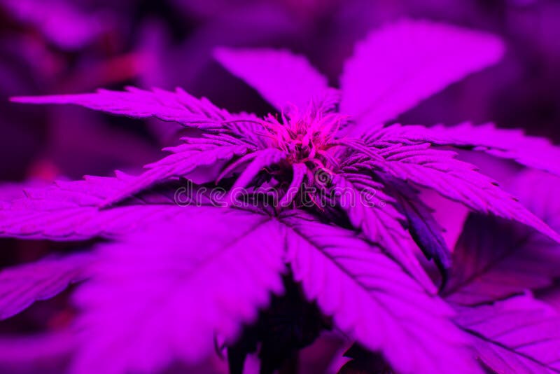 Usines de marijuana sous l'ampoule de LED photos libres de droits Usines de marijuana sous l'ampoule de LED photos libres de droits