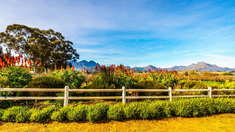 Usines fleurissantes d'aloès de Krantz dans un vignoble dans la région de vin de Stellenbosch photographie stock Usines fleurissantes d'aloès de Krantz dans un vignoble dans la région de vin de Stellenbosch photographie stock