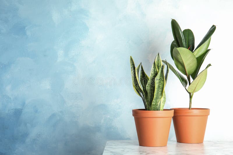 Exotic potted plants on table near light wall, space for text. Home decor. Exotic potted plants on table near light wall, space for text. Home decor