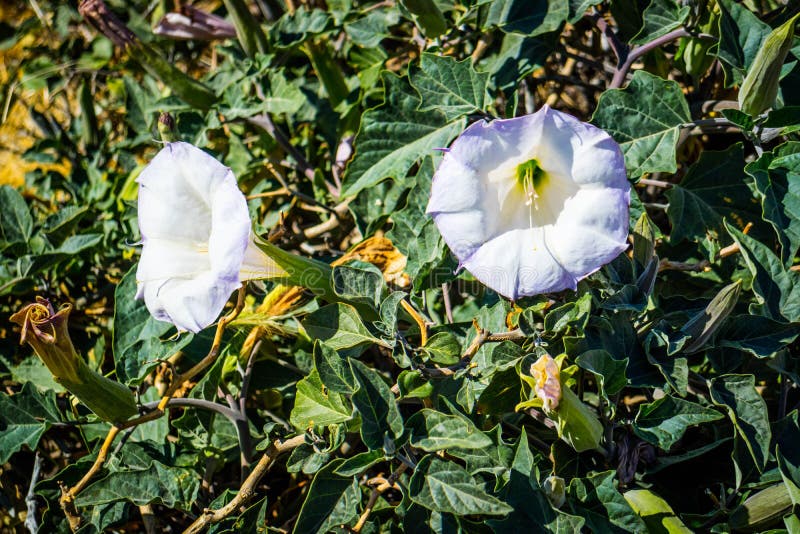 Usines pourpres de Moonflowers dans Palm Spring, la Californie images libres de droits Usines pourpres de Moonflowers dans Palm Spring, la Californie images libres de droits