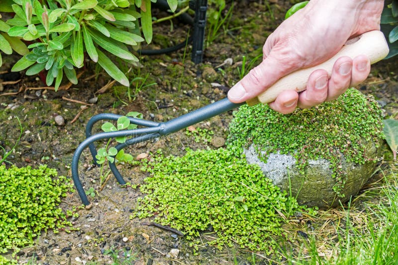 Garden Claw Cultivator with Clipping Path Stock Image Image of worn