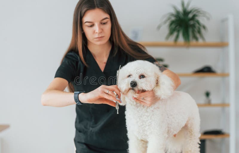 Using Scissors. Cute Little Dog is in the Grooming Studio Stock Image
