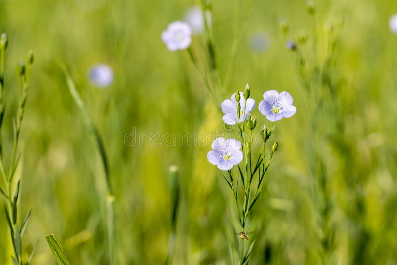 Usitatissimum Linum λιναριού που ανθίζει στον τομέα στοκ εικόνα με δικαίωμα ελεύθερης χρήσης Usitatissimum Linum λιναριού που ανθίζει στον τομέα στοκ εικόνα με δικαίωμα ελεύθερης χρήσης
