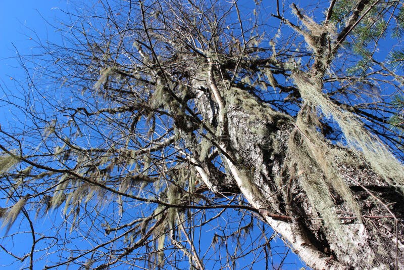 Usnea on the old tree. royalty free stock photography Usnea on the old tree. royalty free stock photography