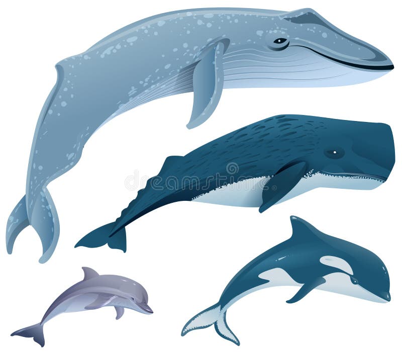 Ustawia morskich ssaków Błękitny wieloryb, sperma wieloryb, delfin, orka royalty ilustracja Ustawia morskich ssaków Błękitny wieloryb, sperma wieloryb, delfin, orka royalty ilustracja