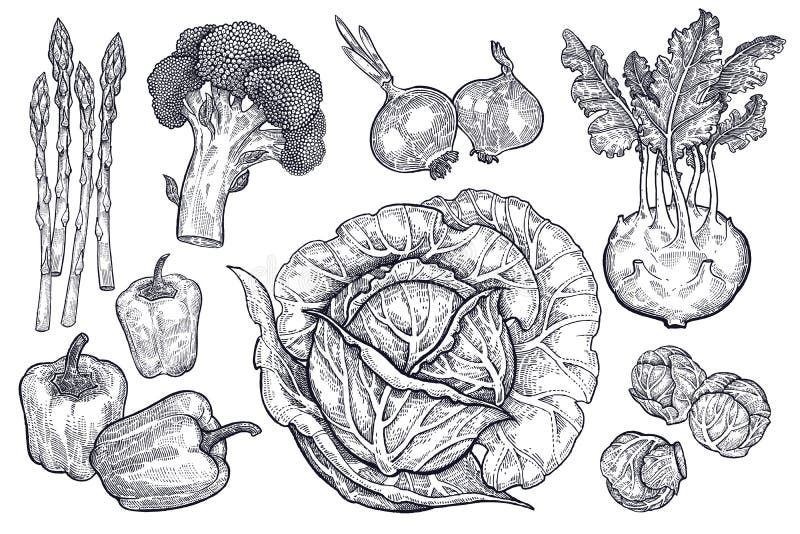 Ustawia warzywa Rocznik grafika royalty ilustracja