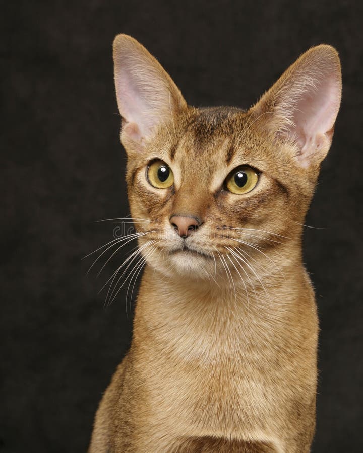 Usual Abyssinian portrait