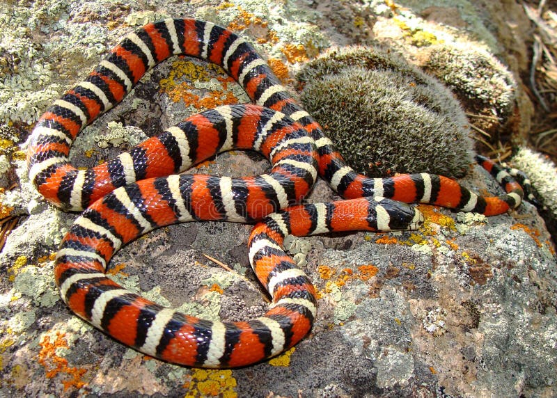 The rarely seen Utah Mountain Kingsnake (King Snake), Lampropeltis pyromelana infralabialis, basking in dappled sunlight in a mountain canyon. Mountain milk stock images, royalty-free photos and pictures