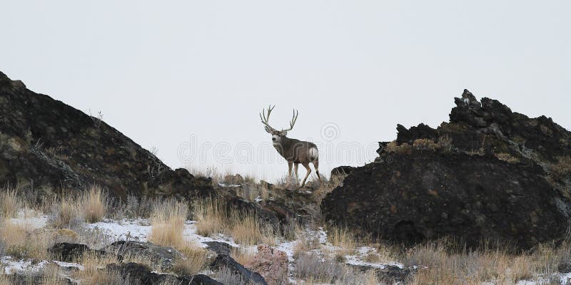 Utah Mule Deer