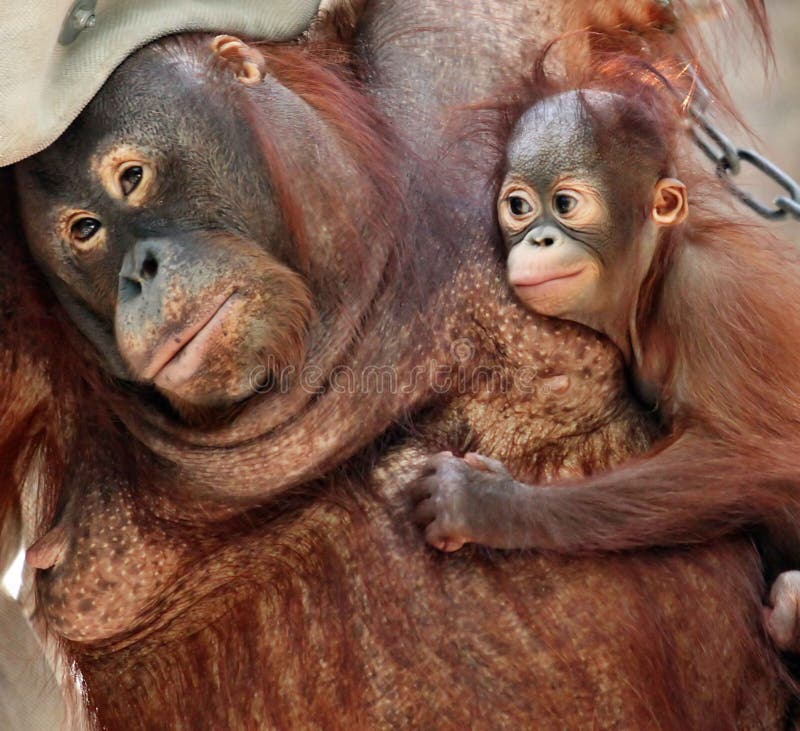 utan moderorang royaltyfria bilder utan moderorang royaltyfria bilder