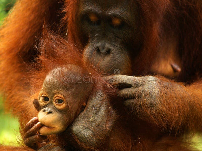 utan orang royaltyfria foton utan orang royaltyfria foton