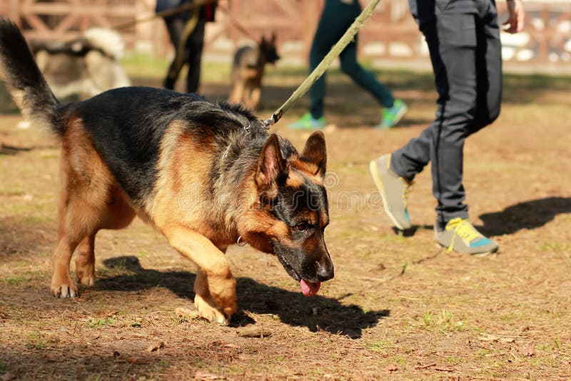 Utbildning för en kriminalarehund för tysk herde K9 Doftutbildning och sökande för ett spår fotografering för bildbyråer Utbildning för en kriminalarehund för tysk herde K9 Doftutbildning och sökande för ett spår fotografering för bildbyråer
