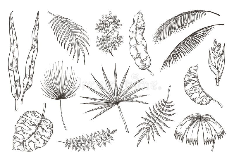 Utdragna exotiska sidor för hand Tropiska växter, blom- teckning för natur, monstera och bananpalmblad Tropisk uppsättning för ve vektor illustrationer Utdragna exotiska sidor för hand Tropiska växter, blom- teckning för natur, monstera och bananpalmblad Tropisk uppsättning för ve vektor illustrationer