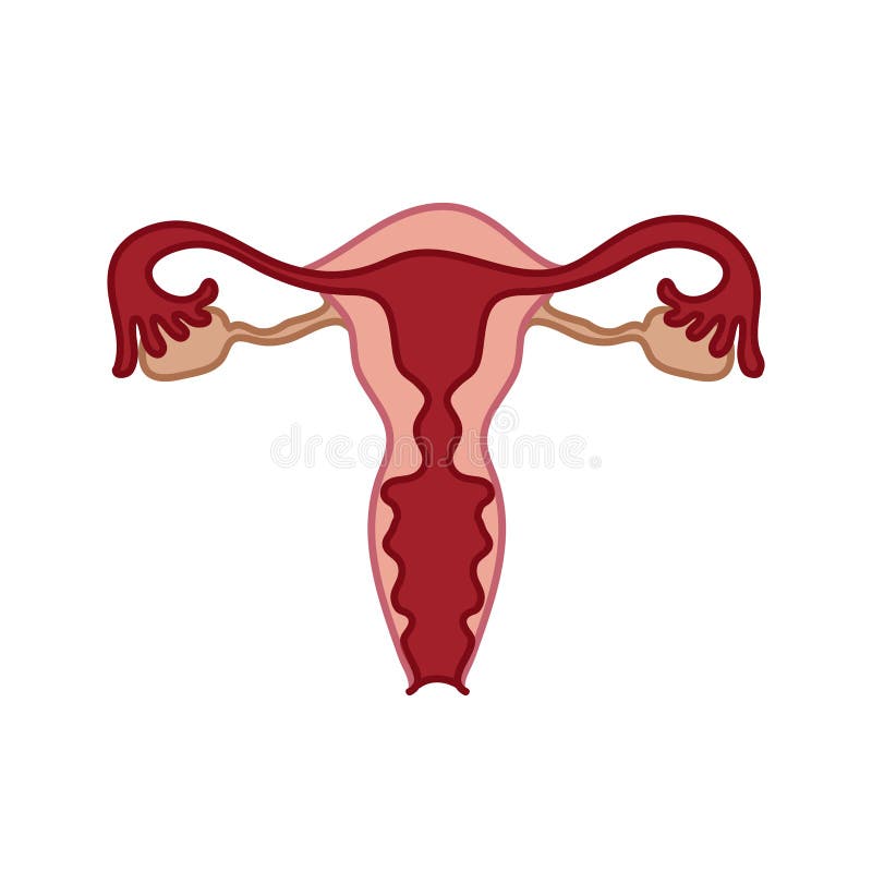 Uterus Icon Vector From Women Health Collection. Thin Line Uterus Outline Icon Vector