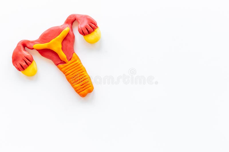 Uterus of Female Reproductive System. Anatomical Model Top View Stock Image Image of science