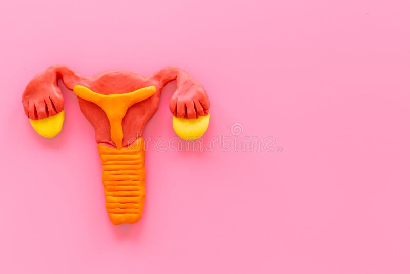 Uterus of Female Reproductive System. Anatomical Model Top View Stock Image Image of system