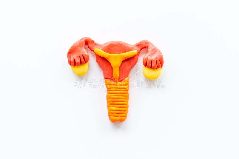 Uterus of Female Reproductive System. Anatomical Model Top View Stock Image Image of