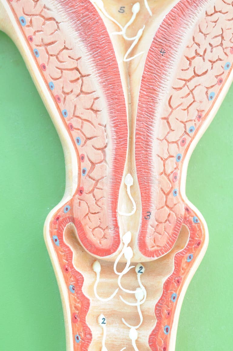 Как выглядит матка внутри 62,371 Human Anatomy Stock Photos - Free & Royalty-Free Stock Photos from Dreams