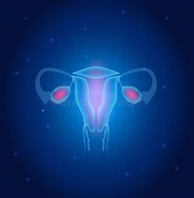 Uterus and ovaries background