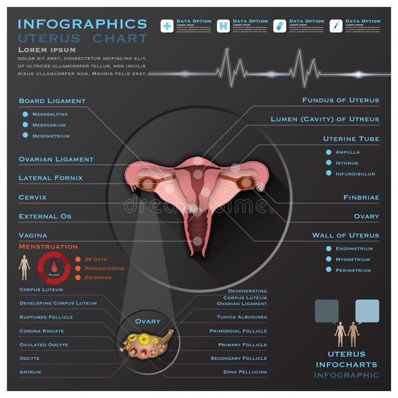 Ovary Anatomy